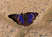 Papillon bleu - Brésil